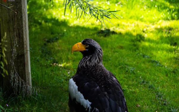 Animal Steller's Sea Eagle HD Desktop Wallpaper | Background Image