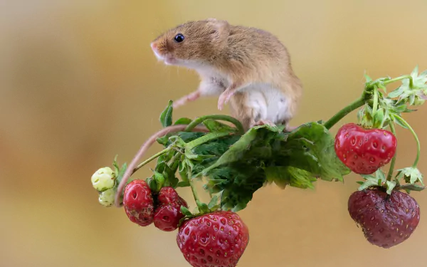 harvest mouse rodent strawberry berry Animal mouse HD Desktop Wallpaper | Background Image