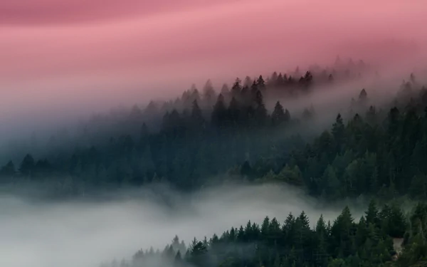  The foggy forest. by Kurt Bartolome
