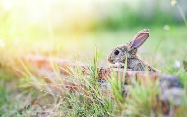 Animal Rabbit HD Wallpaper | Background Image