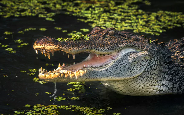 Animal alligator HD Desktop Wallpaper | Background Image