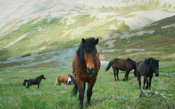 Animal Horse HD Wallpaper | Background Image