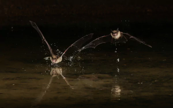HD PC desktop wallpaper showing two bats flying low over dark water at night, with reflections visible on the surface.
