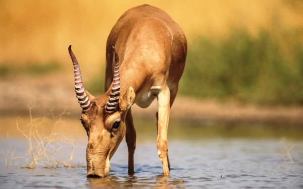 saiga antelope Animal antelope HD Desktop Wallpaper | Background Image