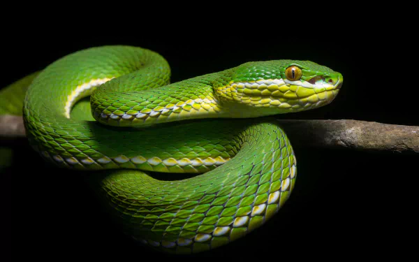 white-lipped pit viper Animal viper HD Desktop Wallpaper | Background Image