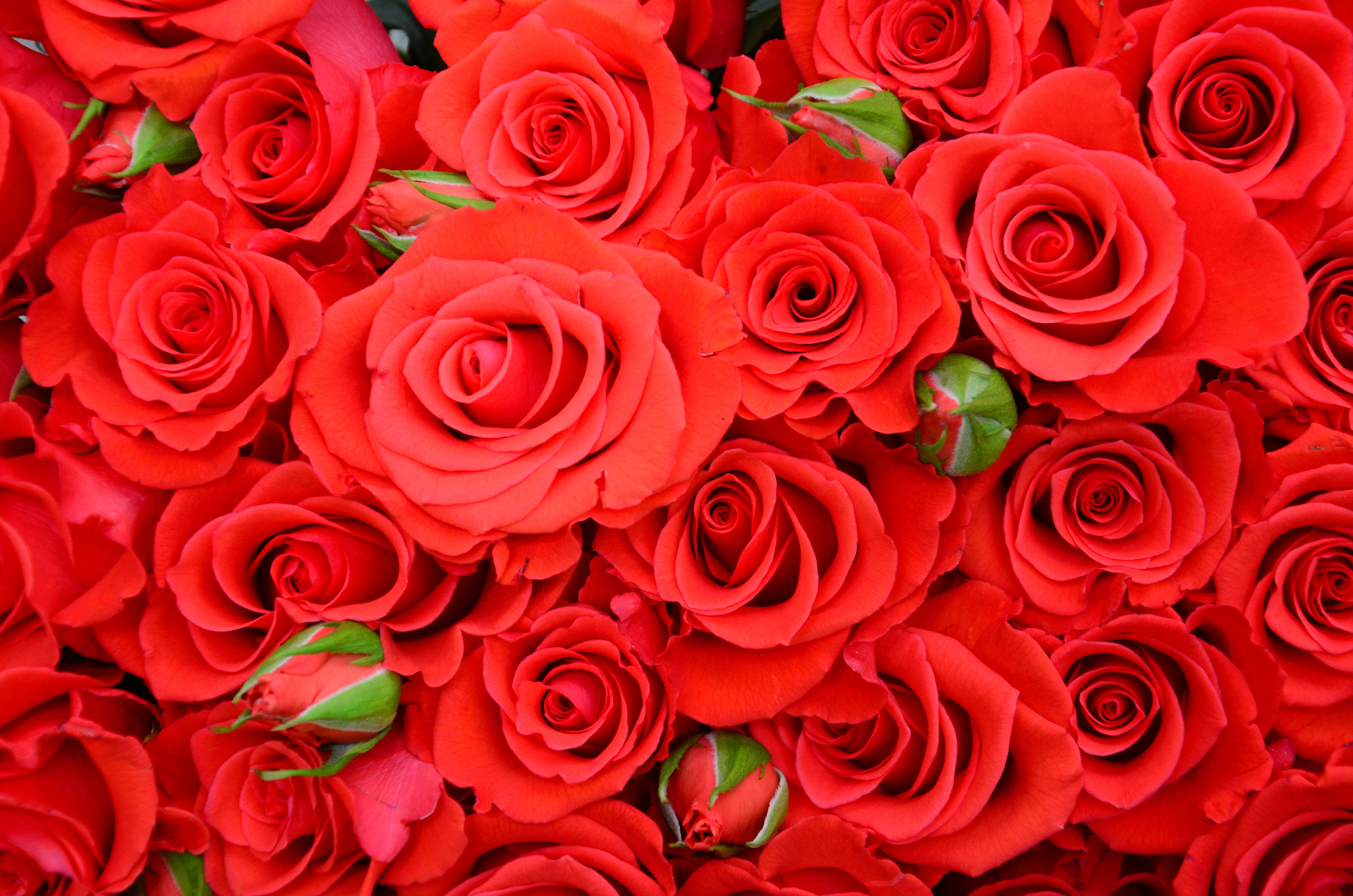 Rose wallpaper: Yêu thích hoa hồng không thể bỏ qua những bức hình nền hoa hồng sang trọng và đẳng cấp này. Những bông hoa hồng đỏ rực trên nền trắng tinh khôi sẽ mang đến cho bạn cảm giác thư giãn và yên bình.