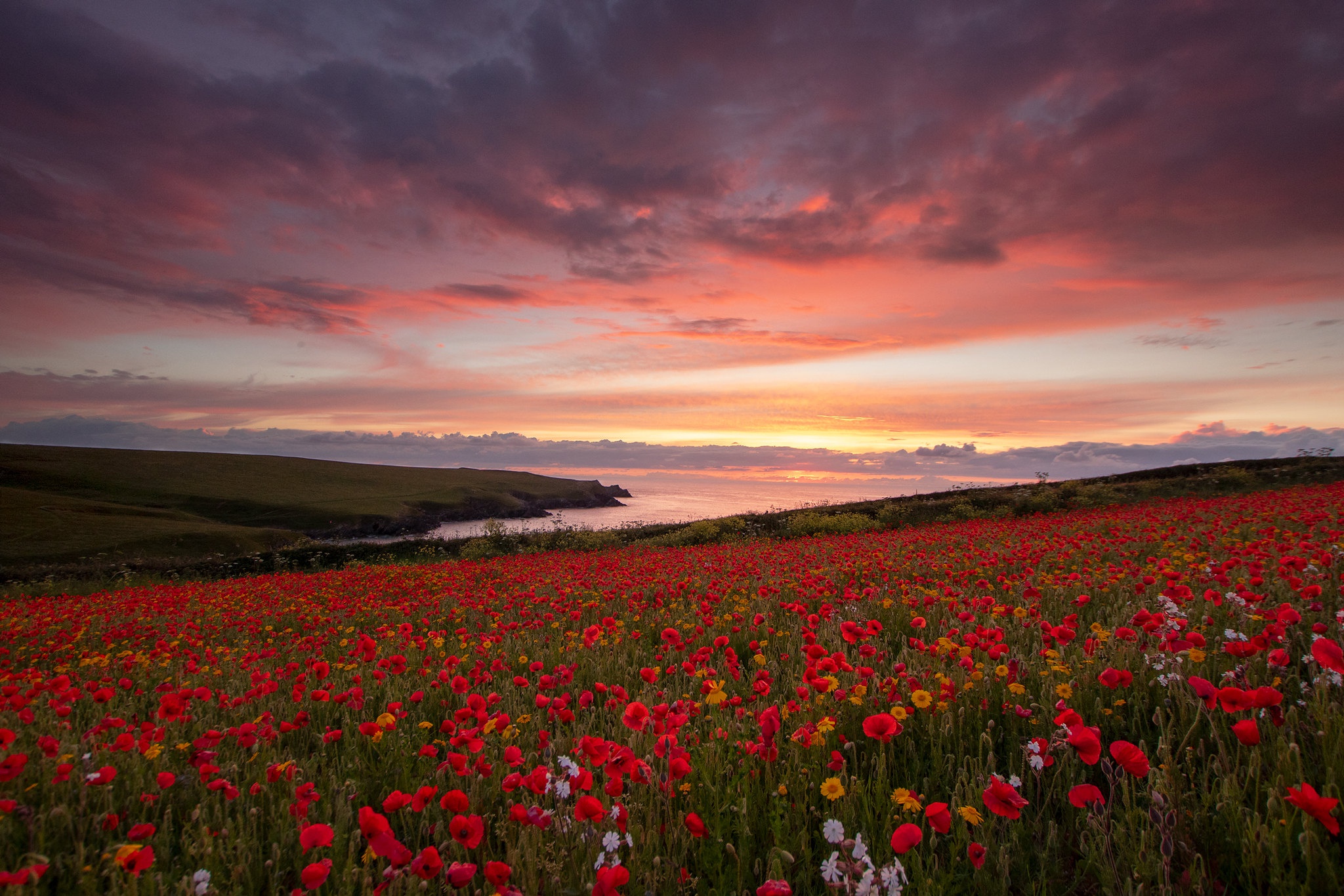Download Poppy Sky Cloud Horizon Red Flower Flower Nature Sunset Meadow ...