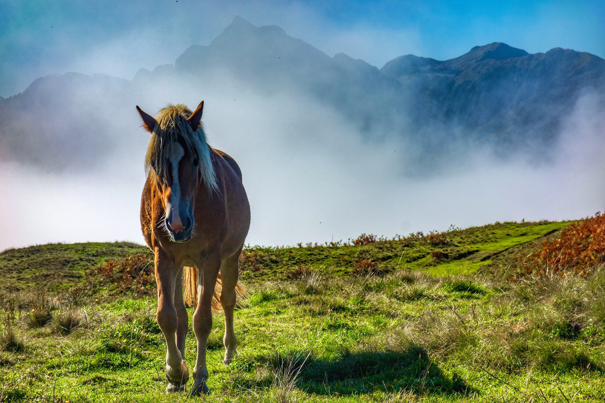  Cheval  Fond  d cran HD Arri re Plan 2048x1365 ID 