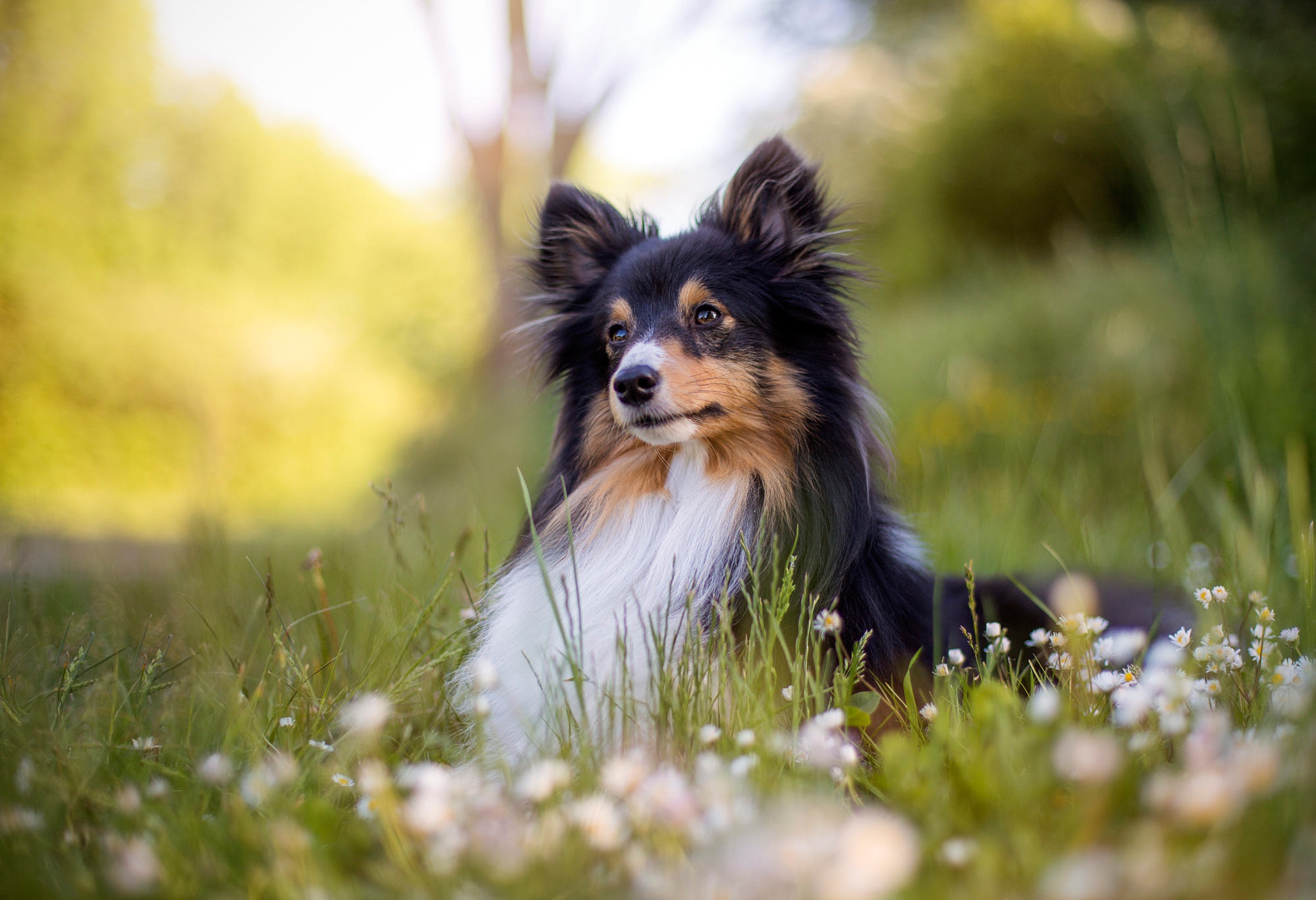 Download Baby Animal Puppy Dog Animal Shetland Sheepdog HD Wallpaper