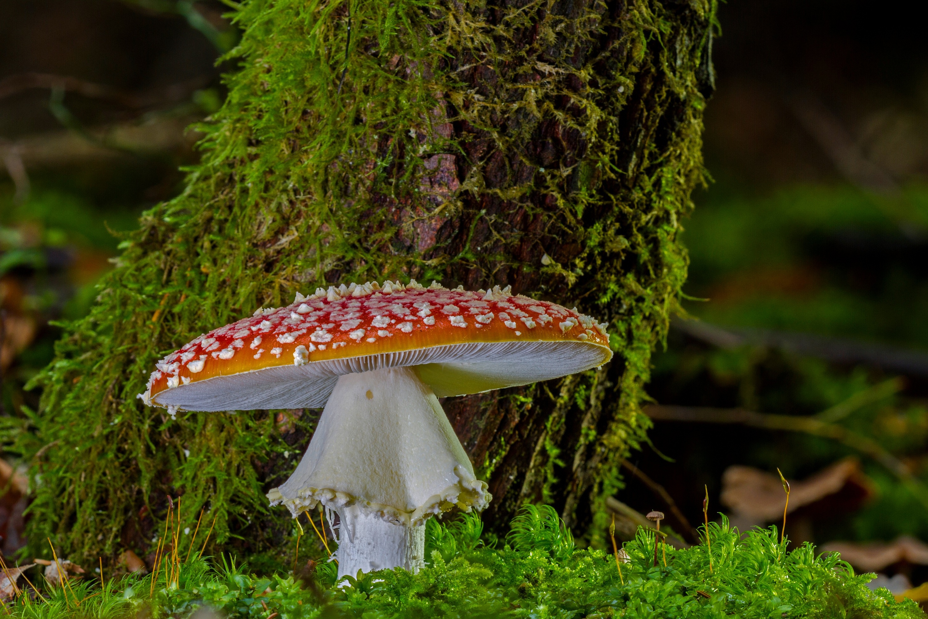 Download Nature Macro Moss Mushroom Hd Wallpaper