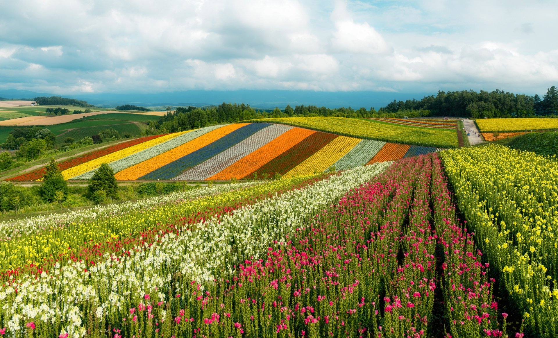 Download Nature Japan Flower Cloud Field HD Wallpaper