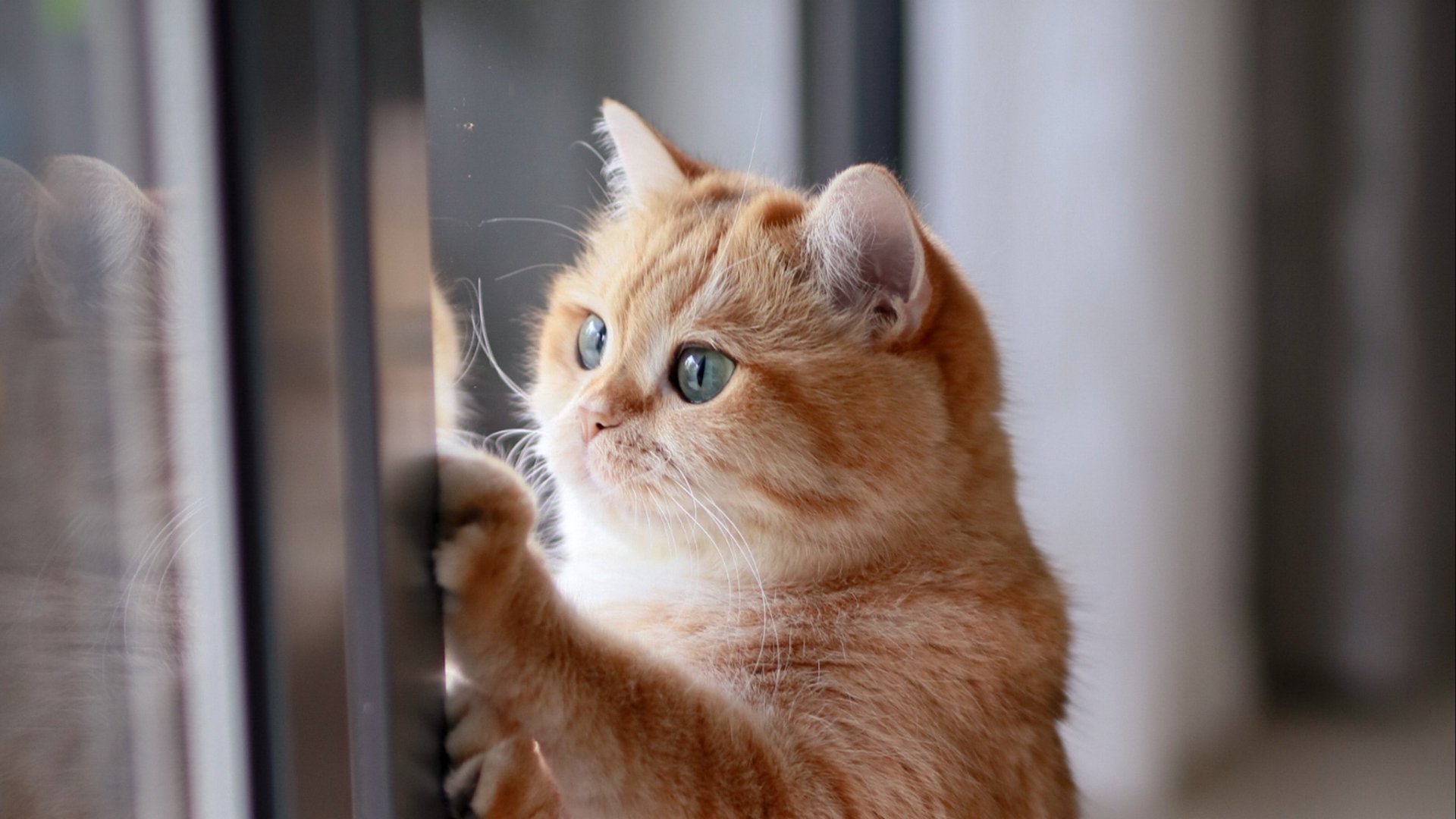 Download Animal Cat HD Wallpaper | 2048x1152 | Wallpaper Abyss