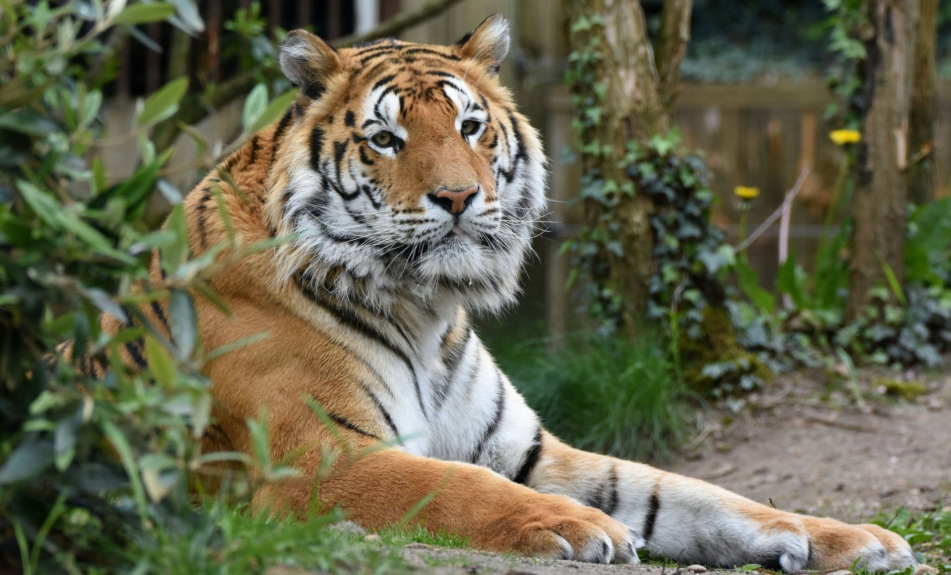 Download Animal Tiger HD Wallpaper