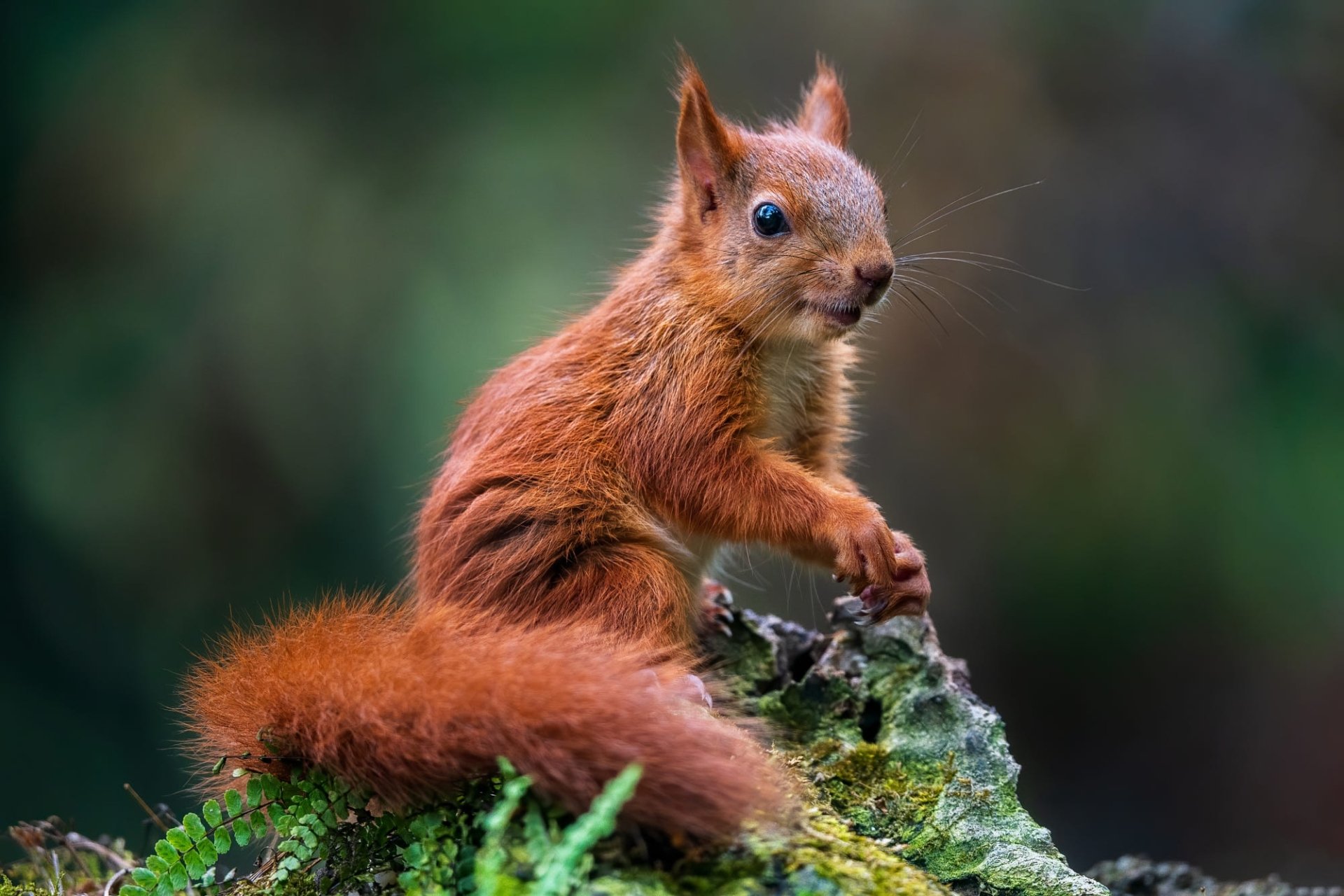 Animal Squirrel HD Wallpaper