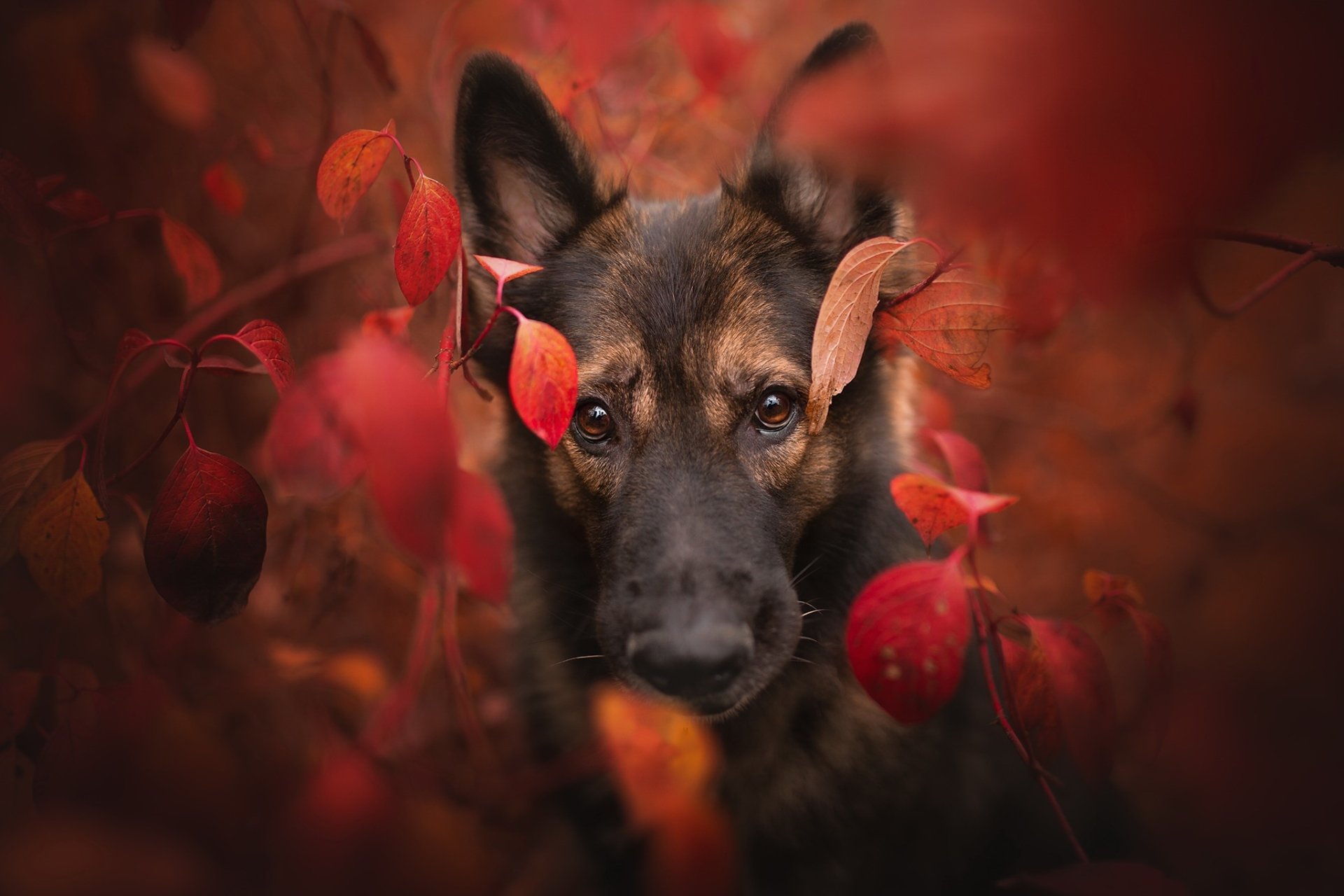 Download Stare Animal Dog HD Wallpaper | 2048x1365 | Wallpaper Abyss
