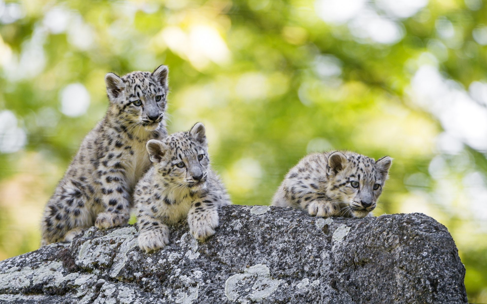 Animal Snow Leopard 4k Ultra HD Wallpaper