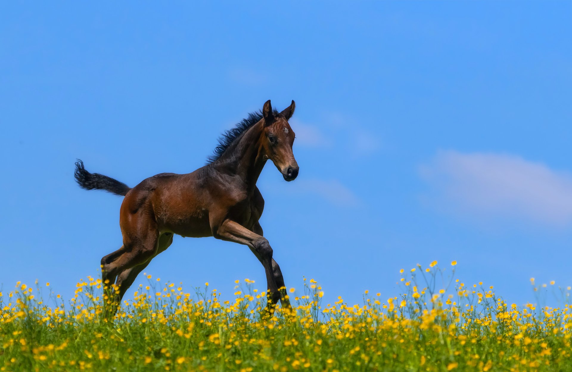 Download Baby Animal Foal Animal Horse 4k Ultra HD Wallpaper