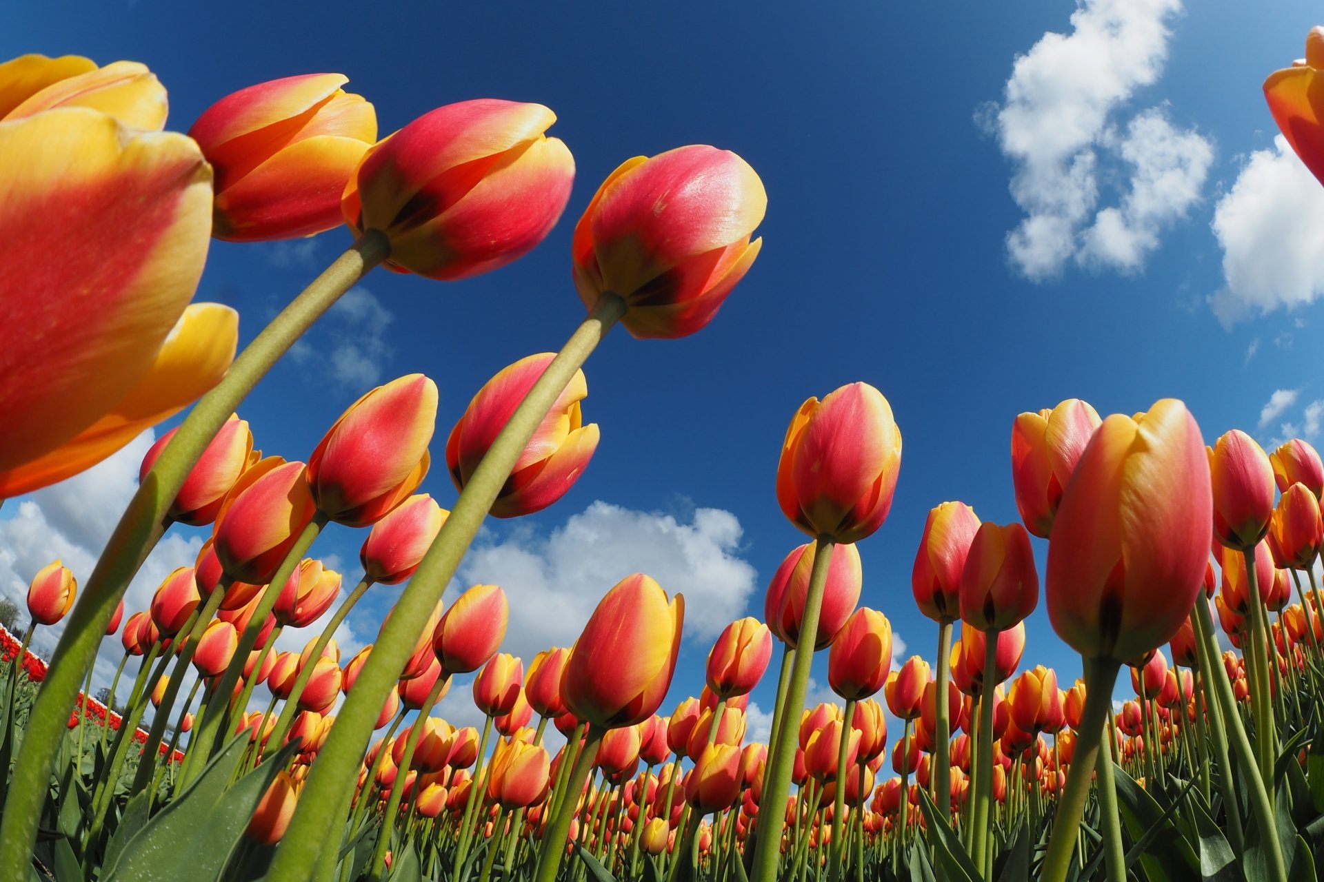 Download Flower Orange Flower Nature Tulip 4k Ultra HD Wallpaper