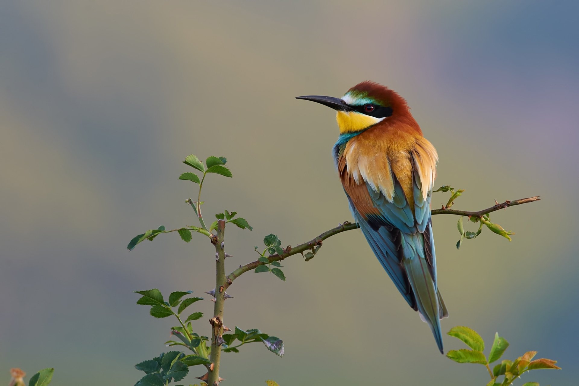 Download Bee-eater Bird Animal European Bee-eater HD Wallpaper