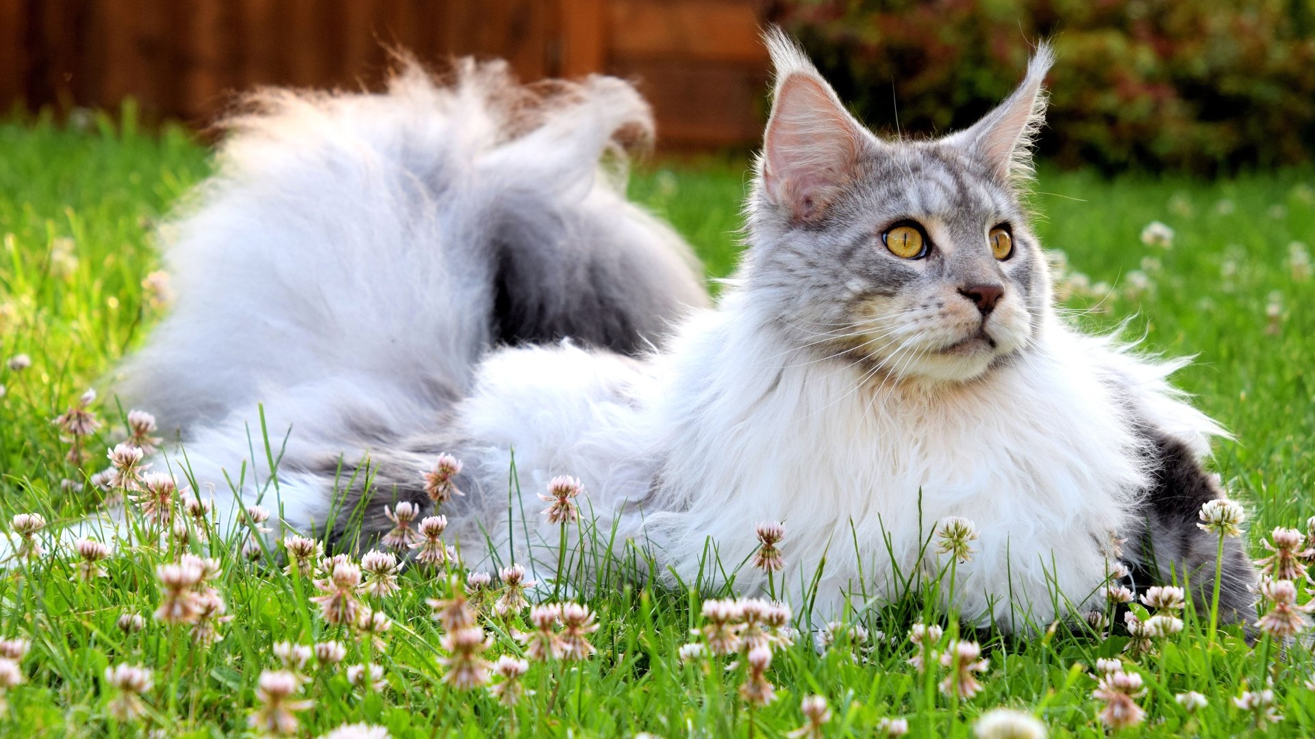 Download Maine Coon Animal Cat 4k Ultra HD Wallpaper