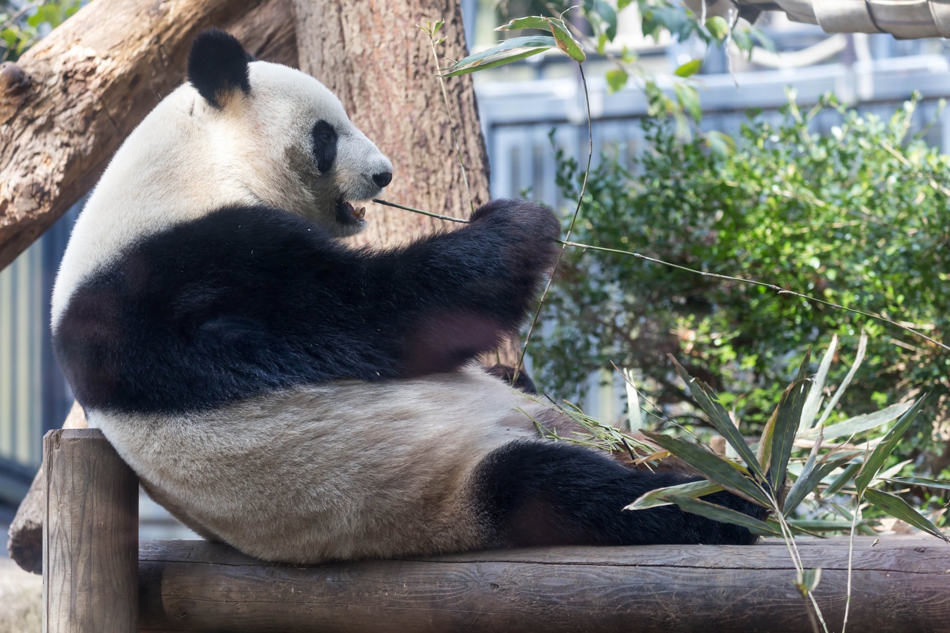 Download Animal Panda HD Wallpaper