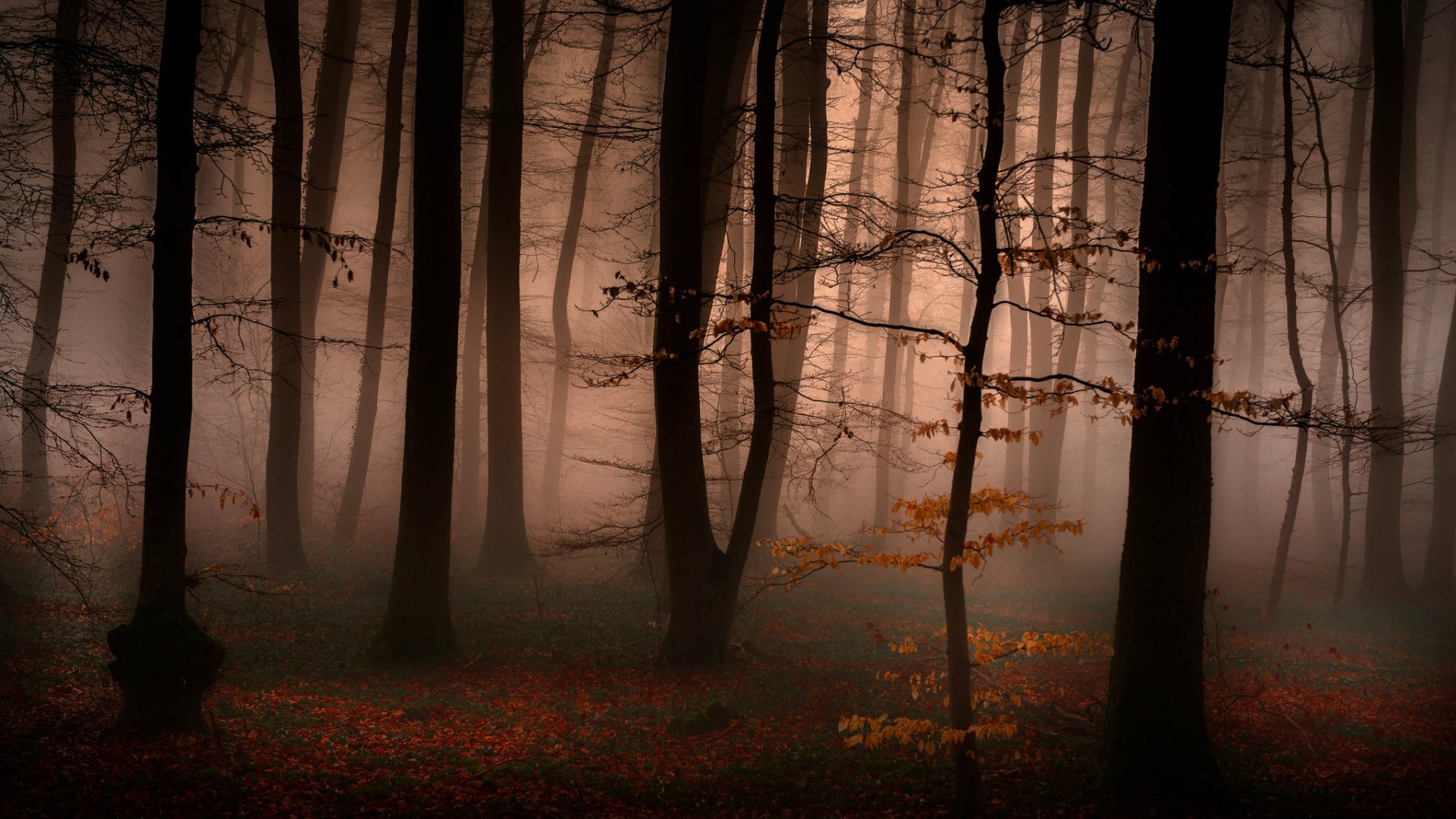 Download Nature Fog HD Wallpaper