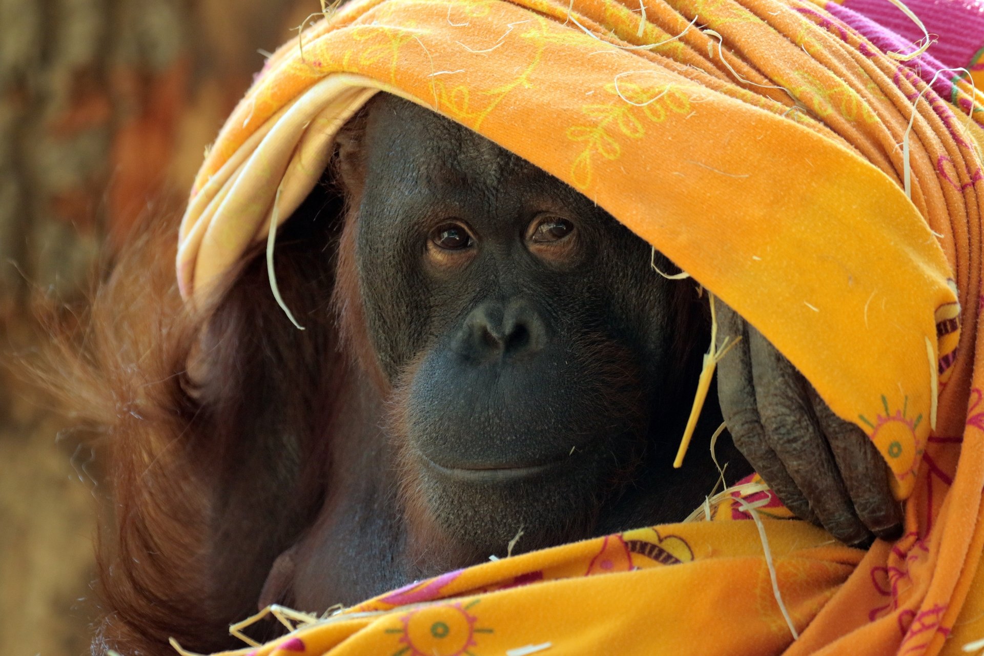 Download Primate Monkey Animal Orangutan 4k Ultra HD Wallpaper