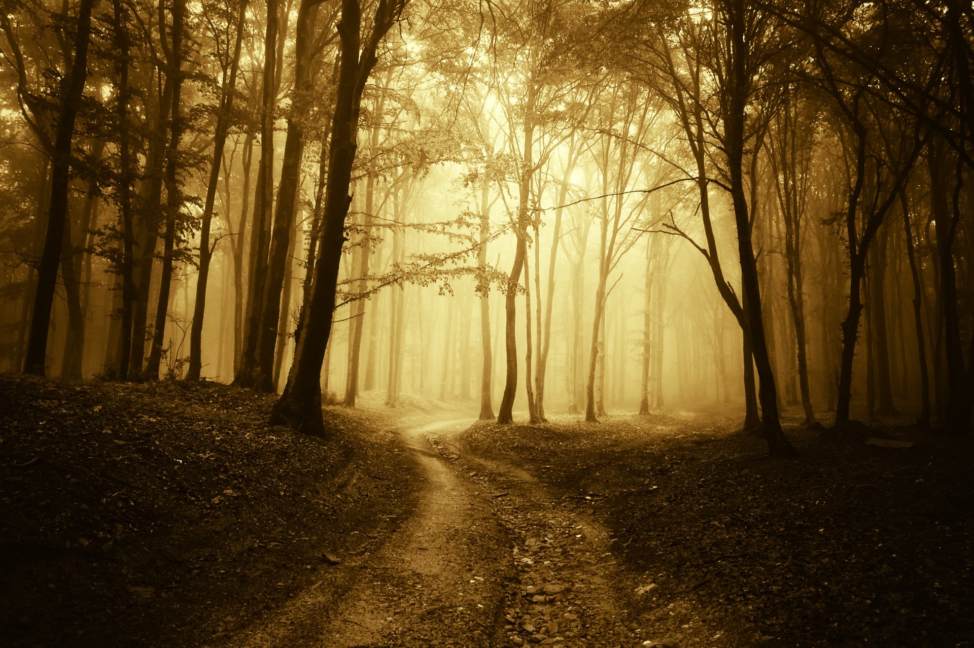 Download Nature Fog 4k Ultra HD Wallpaper