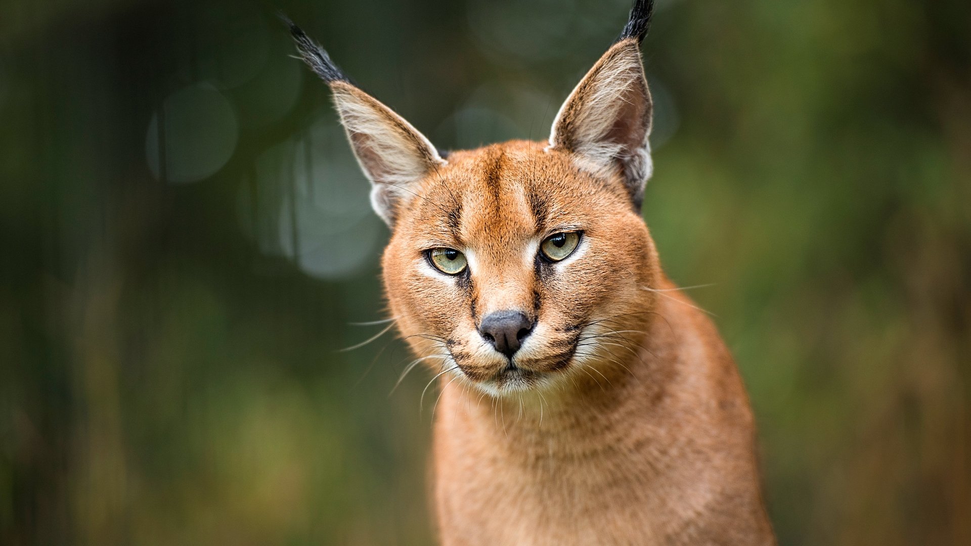 Download Animal Caracal 4k Ultra HD Wallpaper