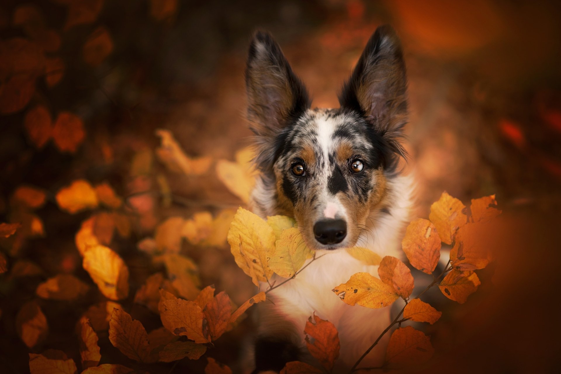 Download Dog Leaf Fall Animal Border Collie HD Wallpaper | 2048x1367 ...