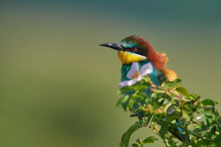  European Bee-eater (merops apiaster)
