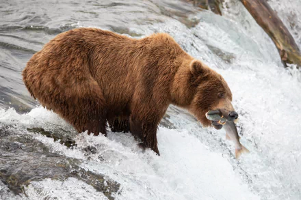 fish grizzly Animal grizzly bear HD Desktop Wallpaper | Background Image