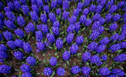  Purple Hyacinths