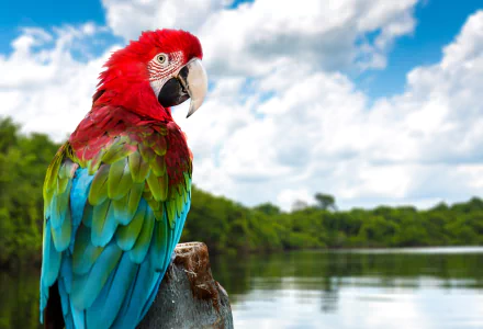 Vibrant red-and-green macaw perched by a lake with lush greenery and blue sky, captured in 4K Ultra HD for a vivid PC desktop wallpaper background.