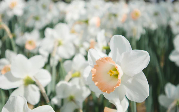close-up white flower narcissus flower nature daffodil HD Desktop Wallpaper | Background Image