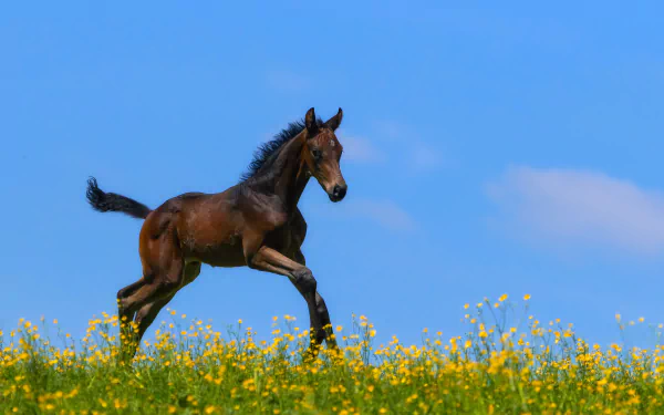 baby animal foal Animal horse HD Desktop Wallpaper | Background Image