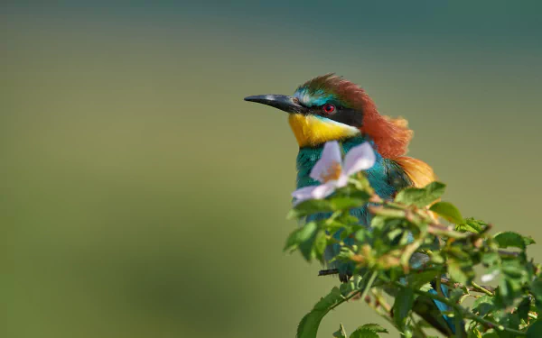  European Bee-eater (merops apiaster)