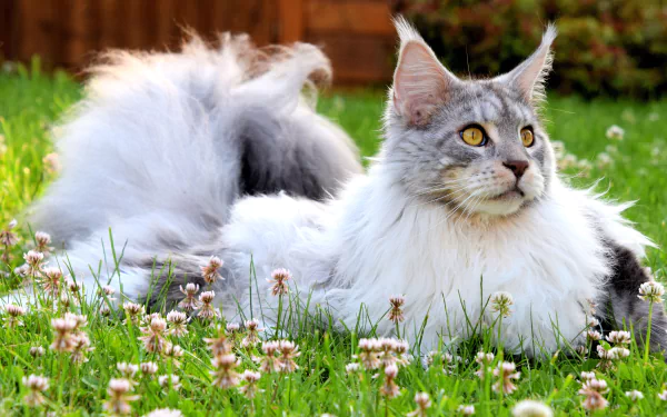 maine coon Animal cat HD Desktop Wallpaper | Background Image