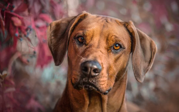 stare dog Animal Rhodesian Ridgeback HD Desktop Wallpaper | Background Image