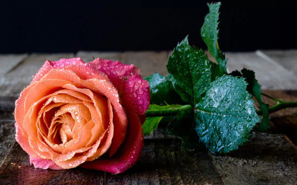  Rose with Water Drops