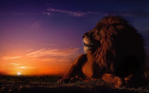 Animal Lion Cats Sunrise HD Wallpaper | Background Image