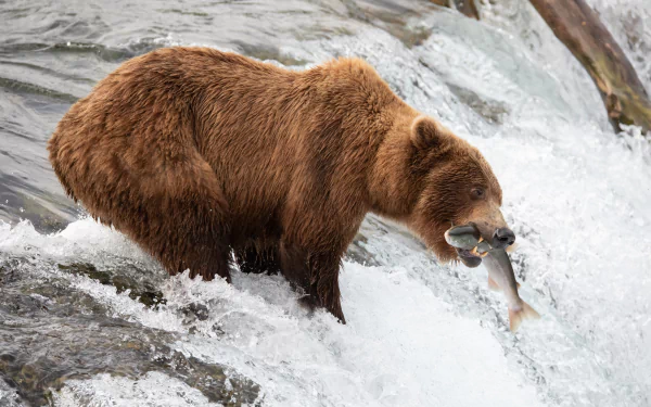 fish grizzly Animal grizzly bear HD Desktop Wallpaper | Background Image