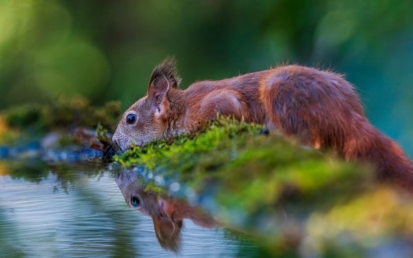 Animal Squirrel Water Rodent HD Wallpaper | Background Image