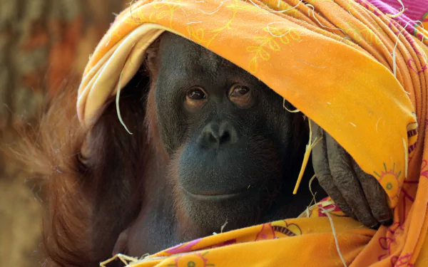 primate monkey Animal Orangutan HD Desktop Wallpaper | Background Image
