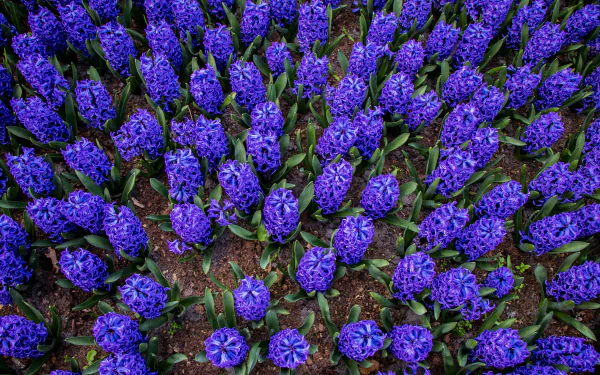  Purple Hyacinths