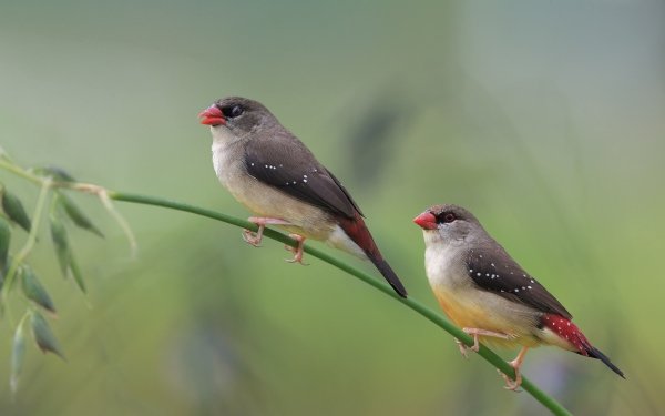 Animal Finch Birds Passerines Red Avadavat HD Wallpaper | Background Image
