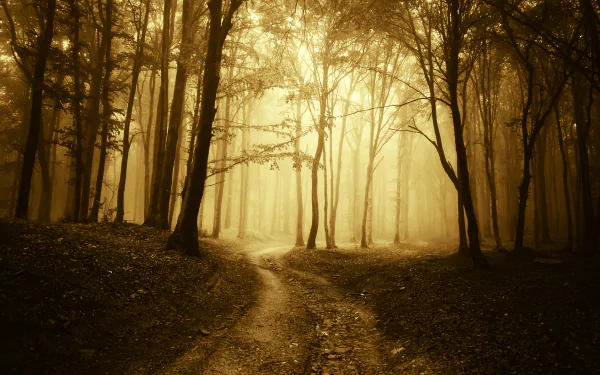 nature fog HD Desktop Wallpaper | Background Image