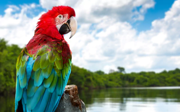 Vibrant red-and-green macaw perched by a lake with lush greenery and blue sky, captured in 4K Ultra HD for a vivid PC desktop wallpaper background.