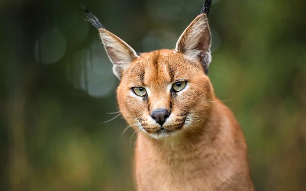 Animal caracal HD Desktop Wallpaper | Background Image