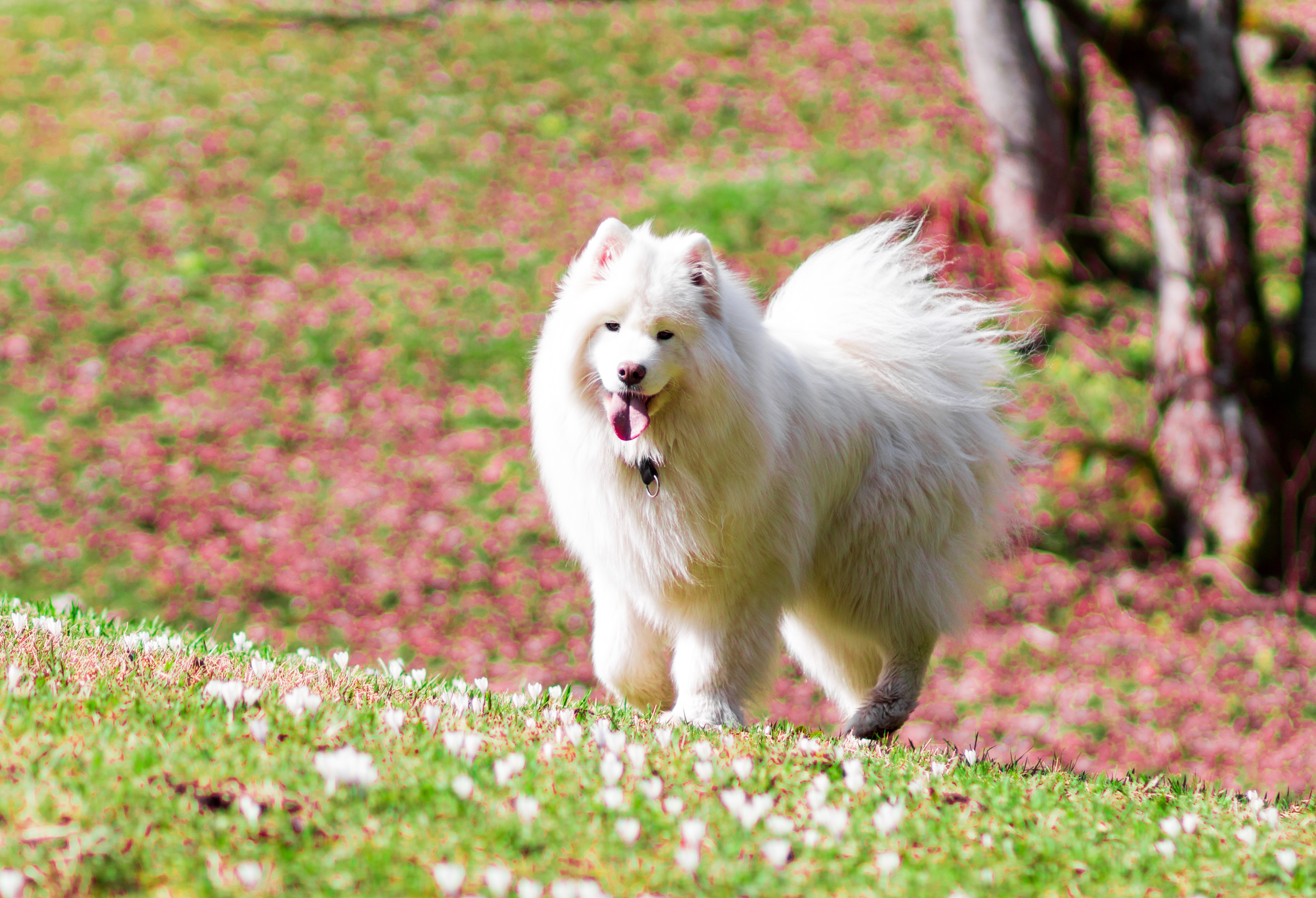 Download Dog Animal Samoyed 4k Ultra HD Wallpaper